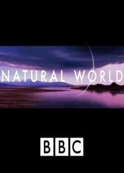 BBCȻѰ