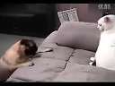 狗狗腿短注定被猫欺负
