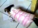 灰常活跃的刚毛猎狐梗迅雷下载