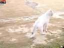 猫咪会武术 谁也挡不住微博背景迅雷下载
