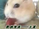 仓鼠吃花生全过程