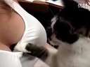 (搞笑)好色猫咪偷袭女主人