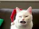 Yodeling Cat ˸ ô