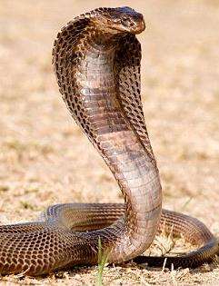 (寰宇地理)画蛇添毒