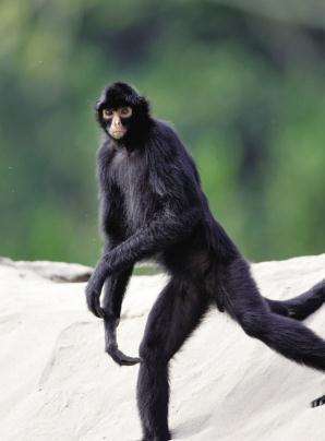 (寰宇地理)非洲七种神秘的动物