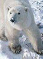 (寰宇地理)猎人猎物