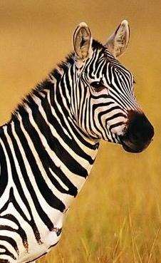 (寰宇地理)完全野性