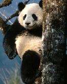 (寰宇地理)拯救大熊猫