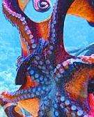 (寰宇地理)章鱼求生记