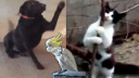 ��Ц�����!�����<Сƻ��>