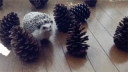 Ϊʲô��Ҷ�����������?