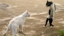 �������!�����˴�Ⱥ�ܿ��ȹ����Ƭ